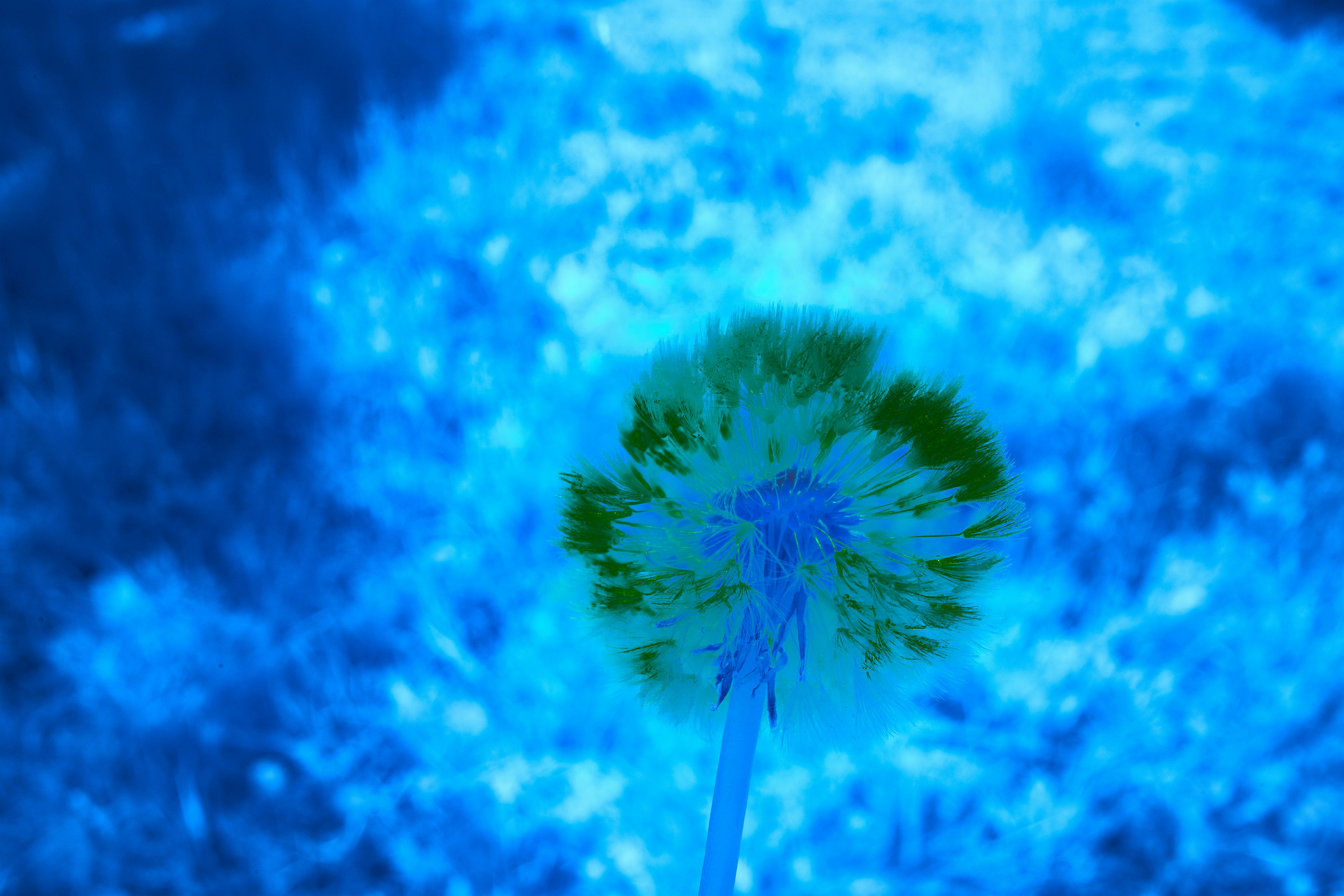 Photo by wolfgang_hasselmann