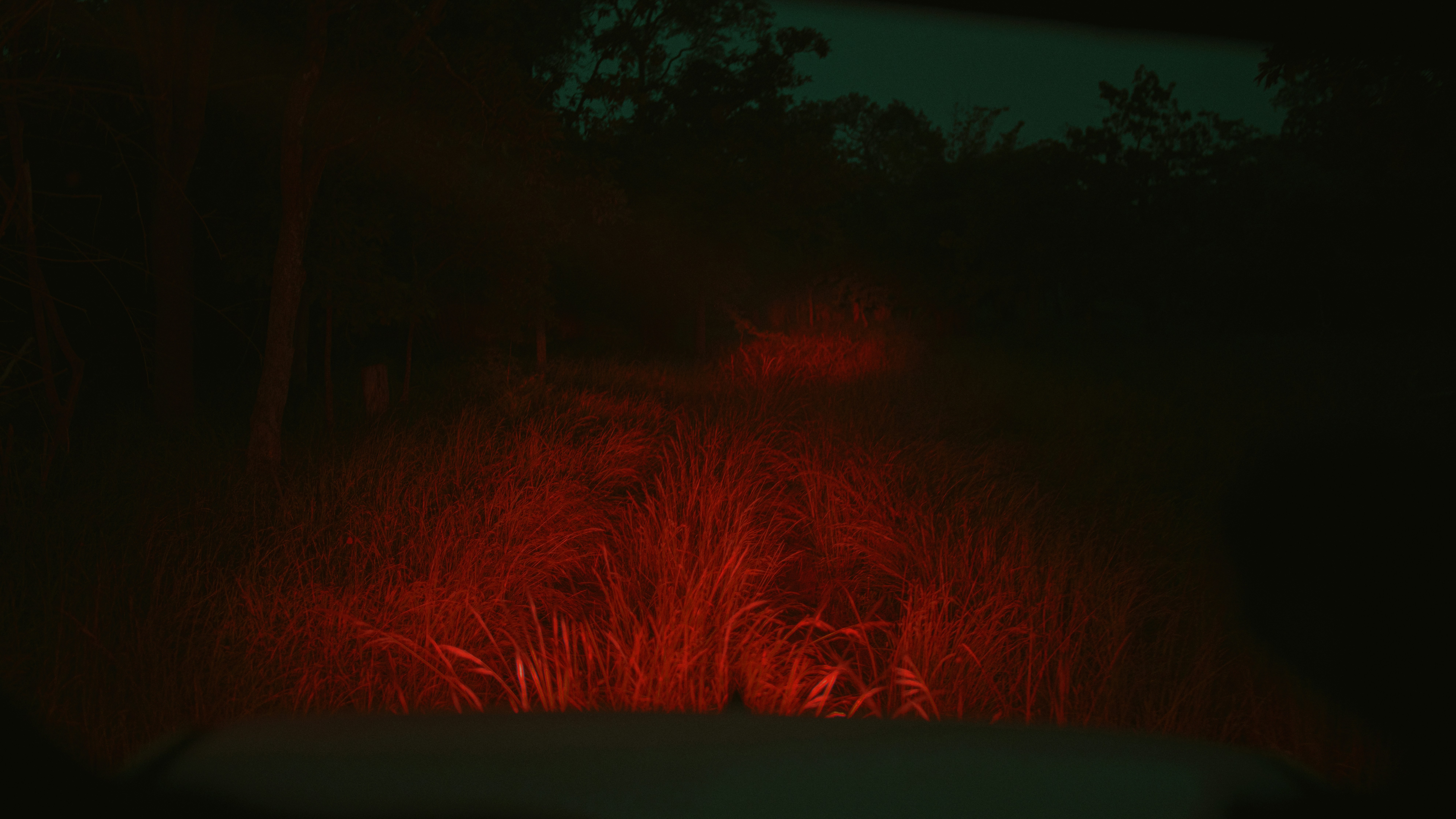 Forest path with red light