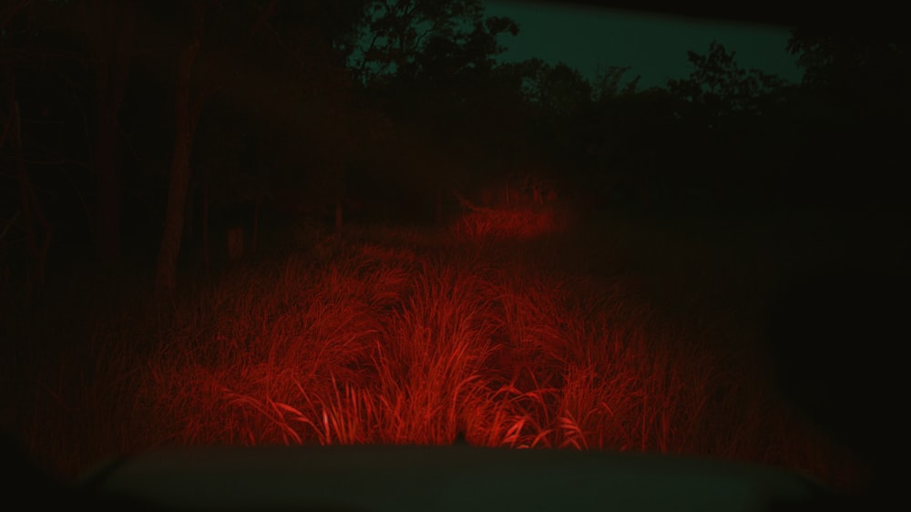 a red light shines on a path in the dark