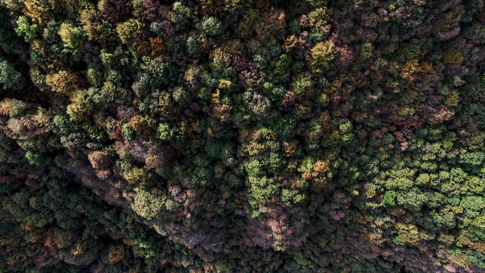 an aerial view of a forest with lots of trees