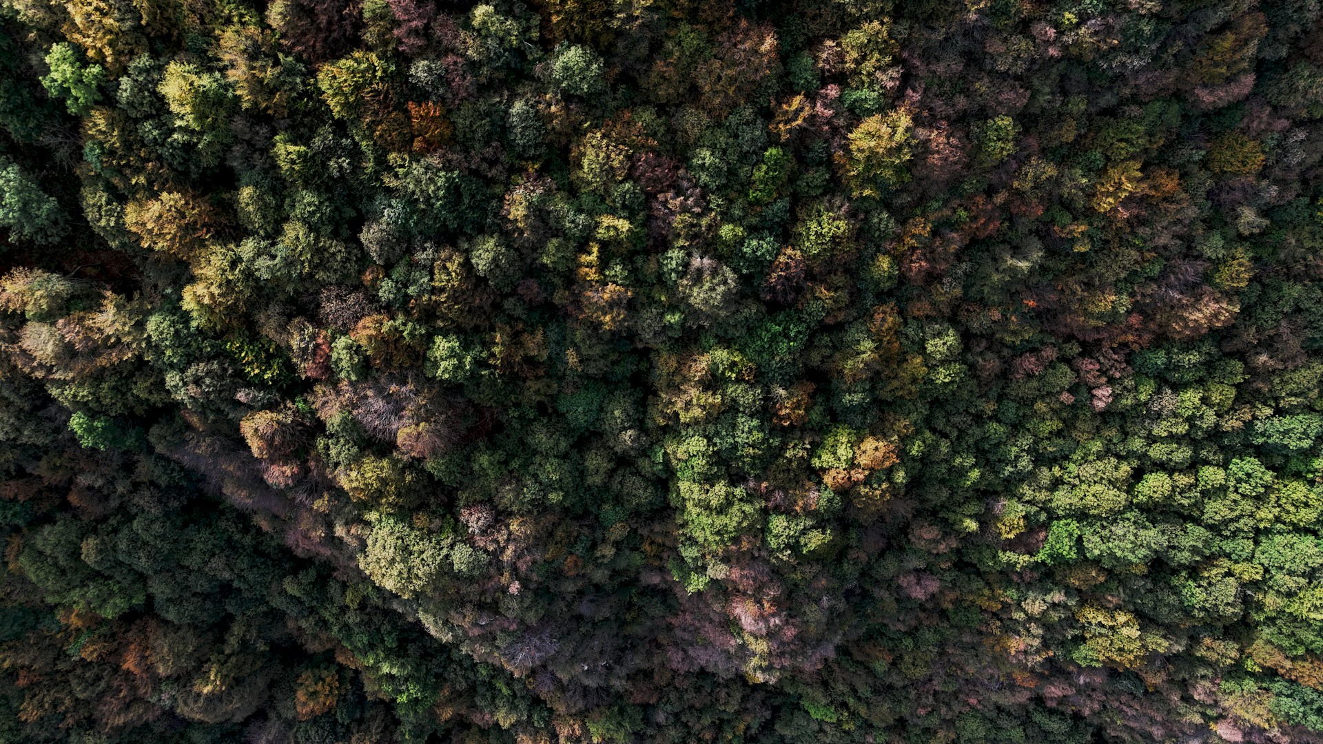 an aerial view of a forest with lots of trees