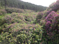 Close-up of colorful rhododendron blossoms native to the hills.