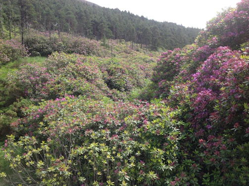 The vibrant colors of blooming rhododendrons framing a clear view of Tiger Hill.
