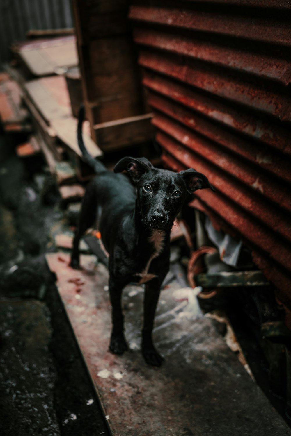 a black dog standing next to a red building