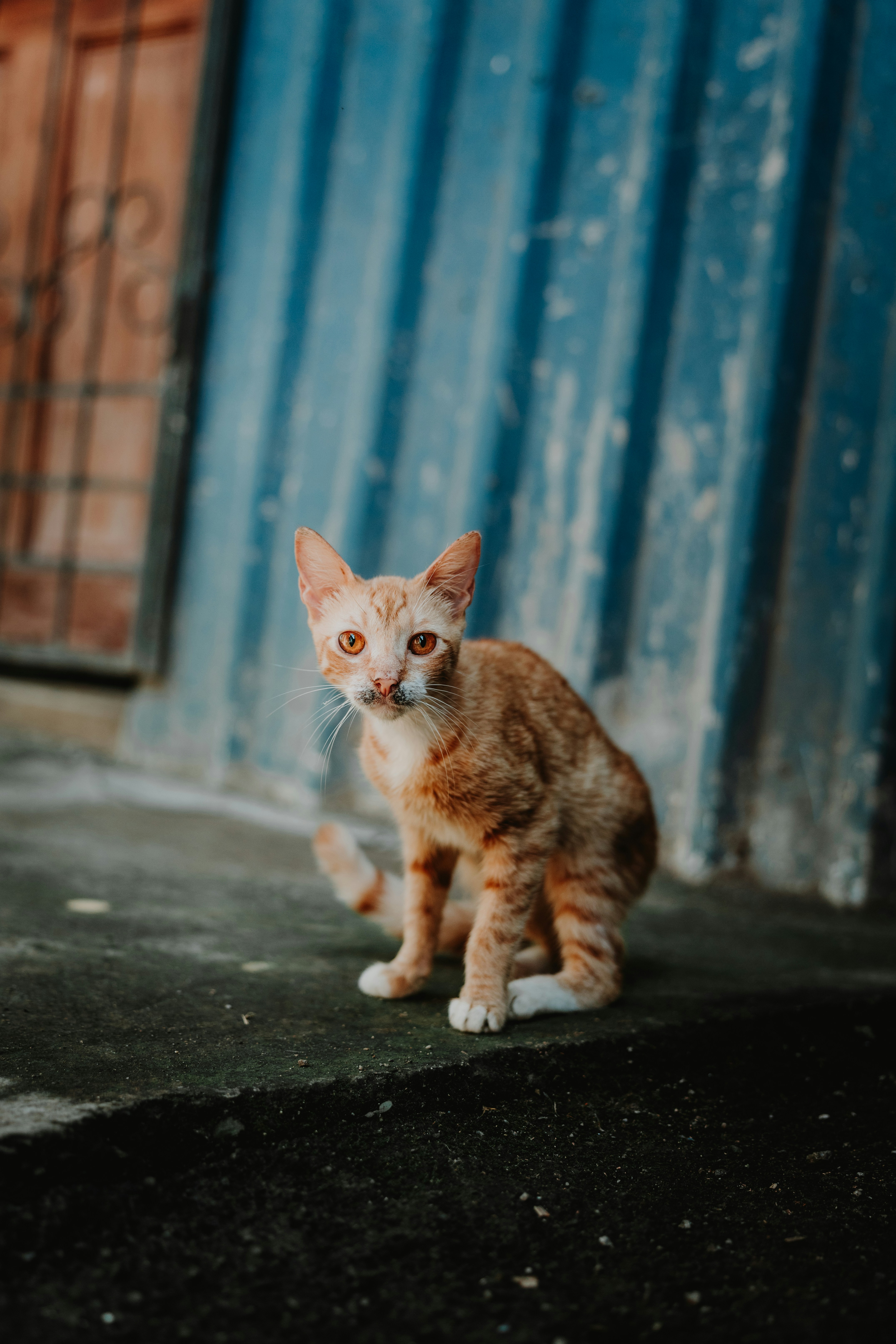 a cat sitting on the ground in front of a blue building