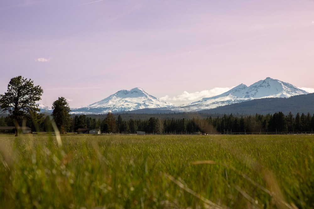 a grassy field with mountains in the background