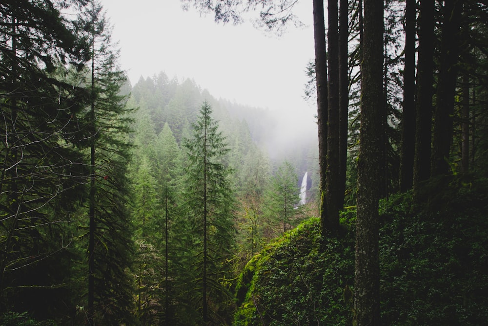 Una foresta piena di molti alberi ad alto fusto