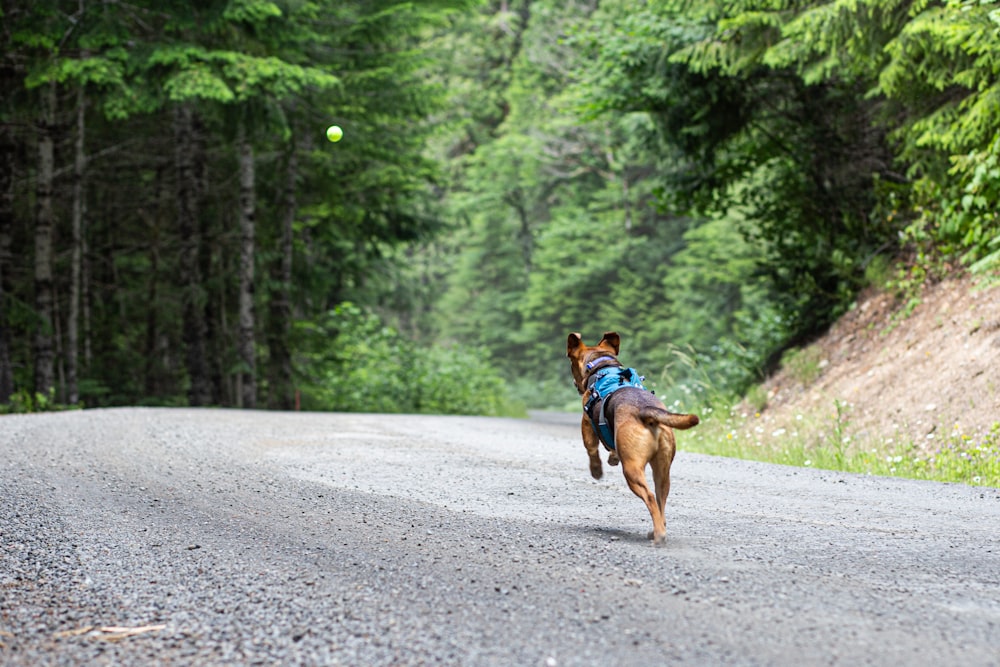 a dog running down a road with a backpack on