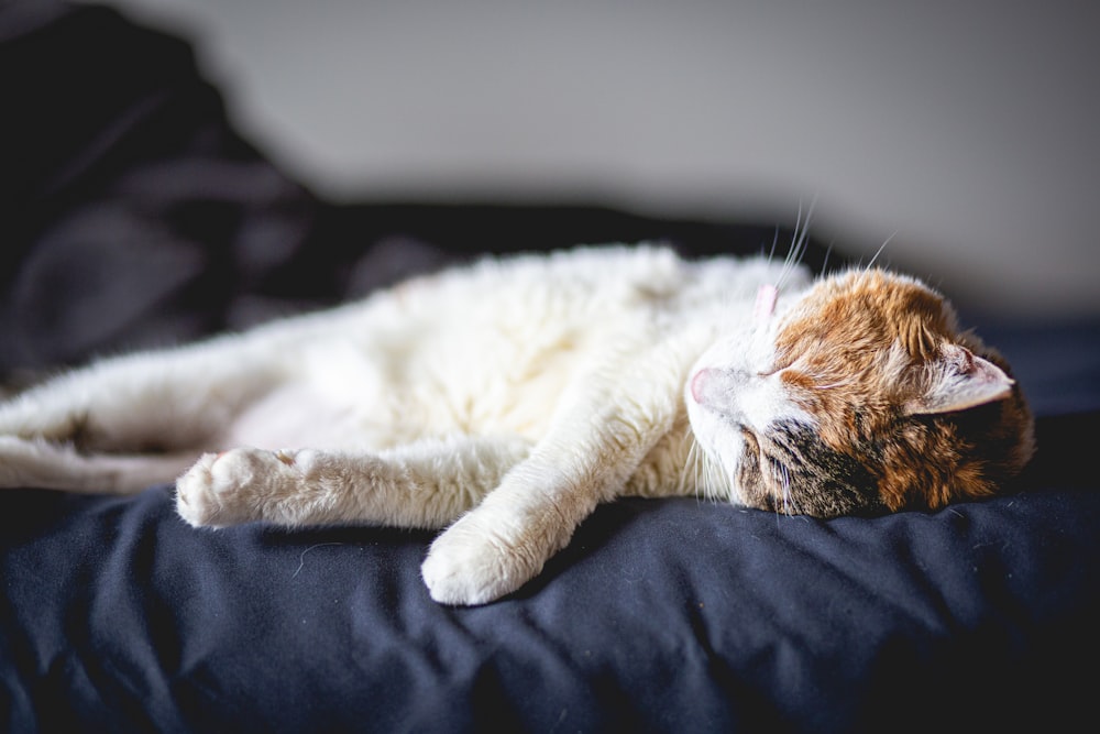 a white and orange cat laying on a bed