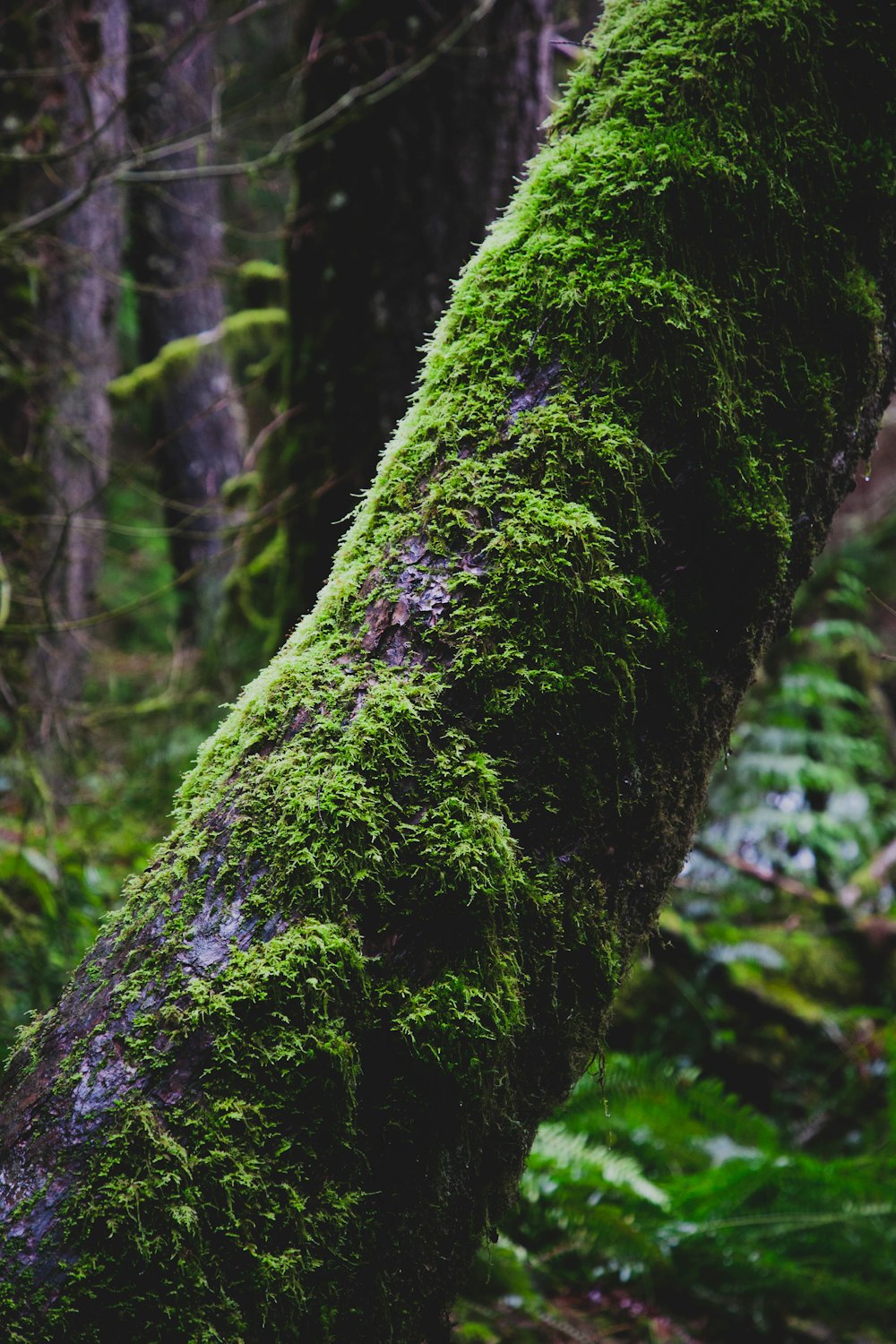 a moss covered tree in the middle of a forest