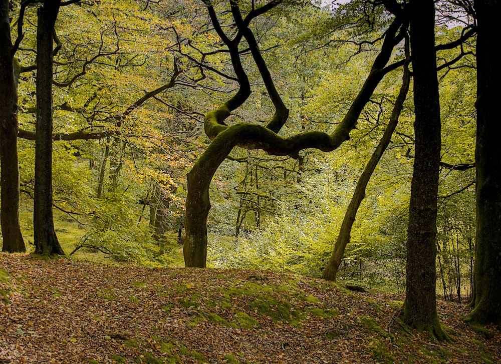 a forest filled with lots of trees covered in leaves