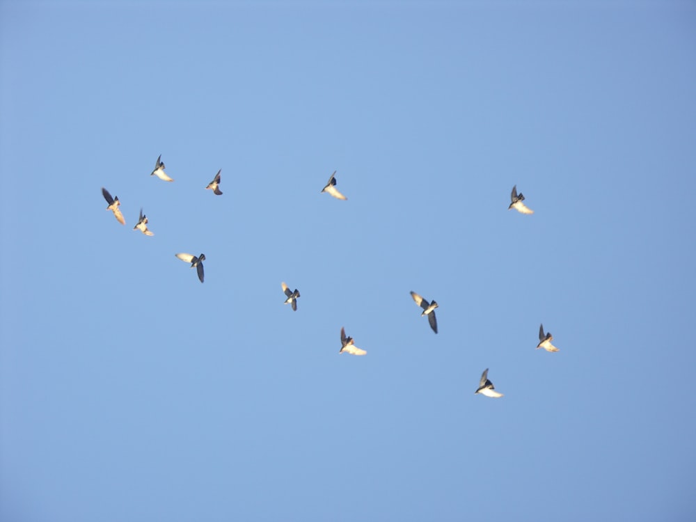 a flock of birds flying through a blue sky