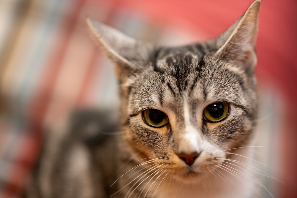 a close up of a cat on a couch