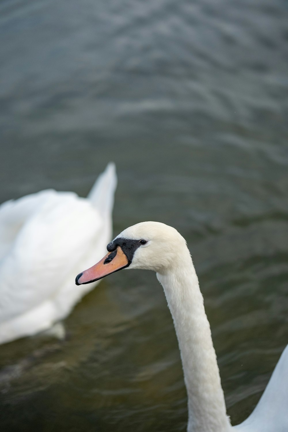 a white swan is swimming in the water