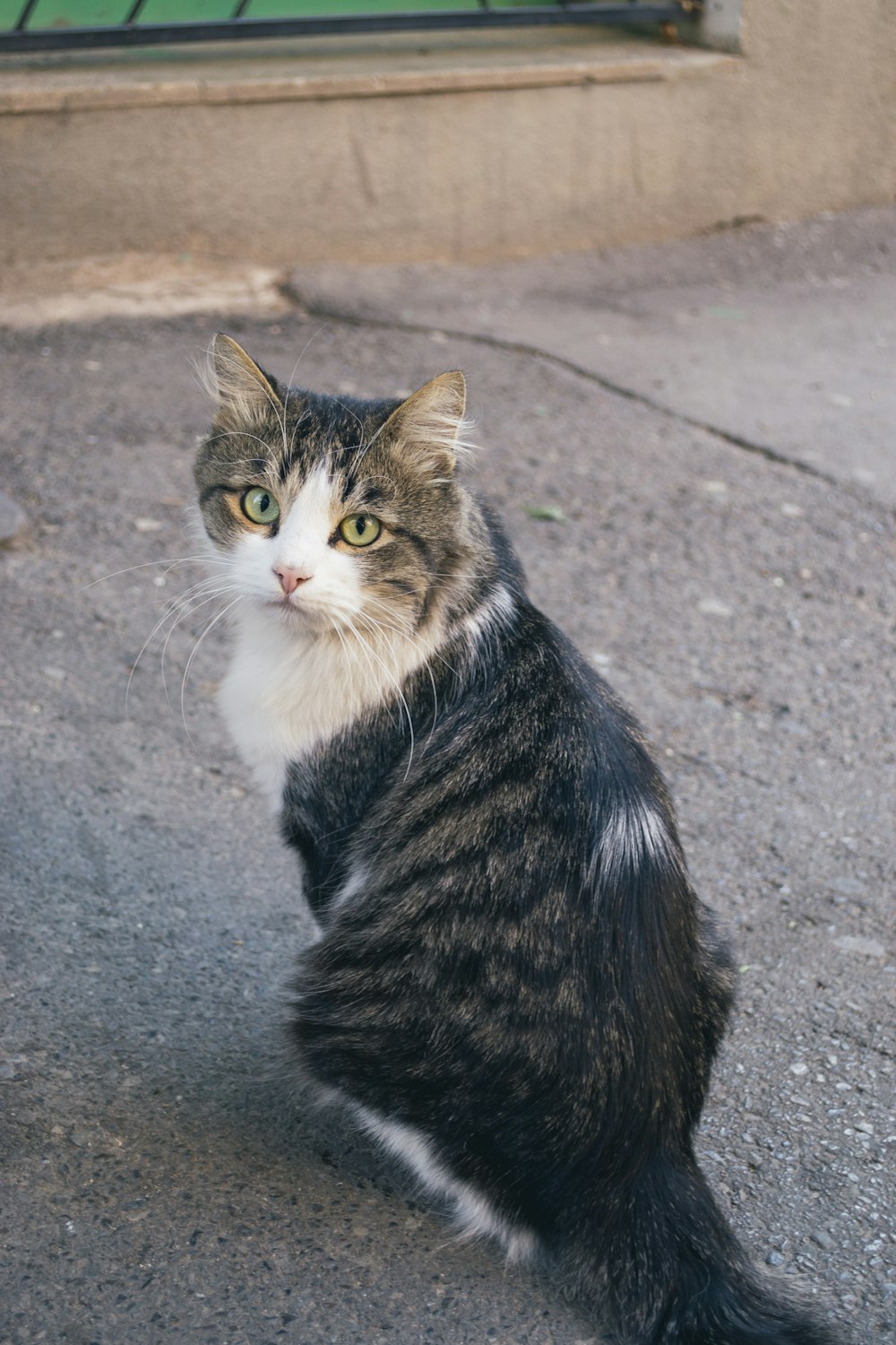 a cat sitting on the ground looking at the camera