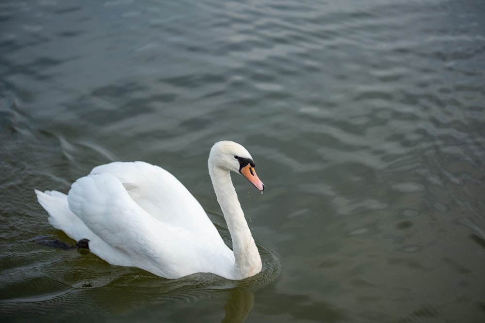 a white swan floating on top of a body of water