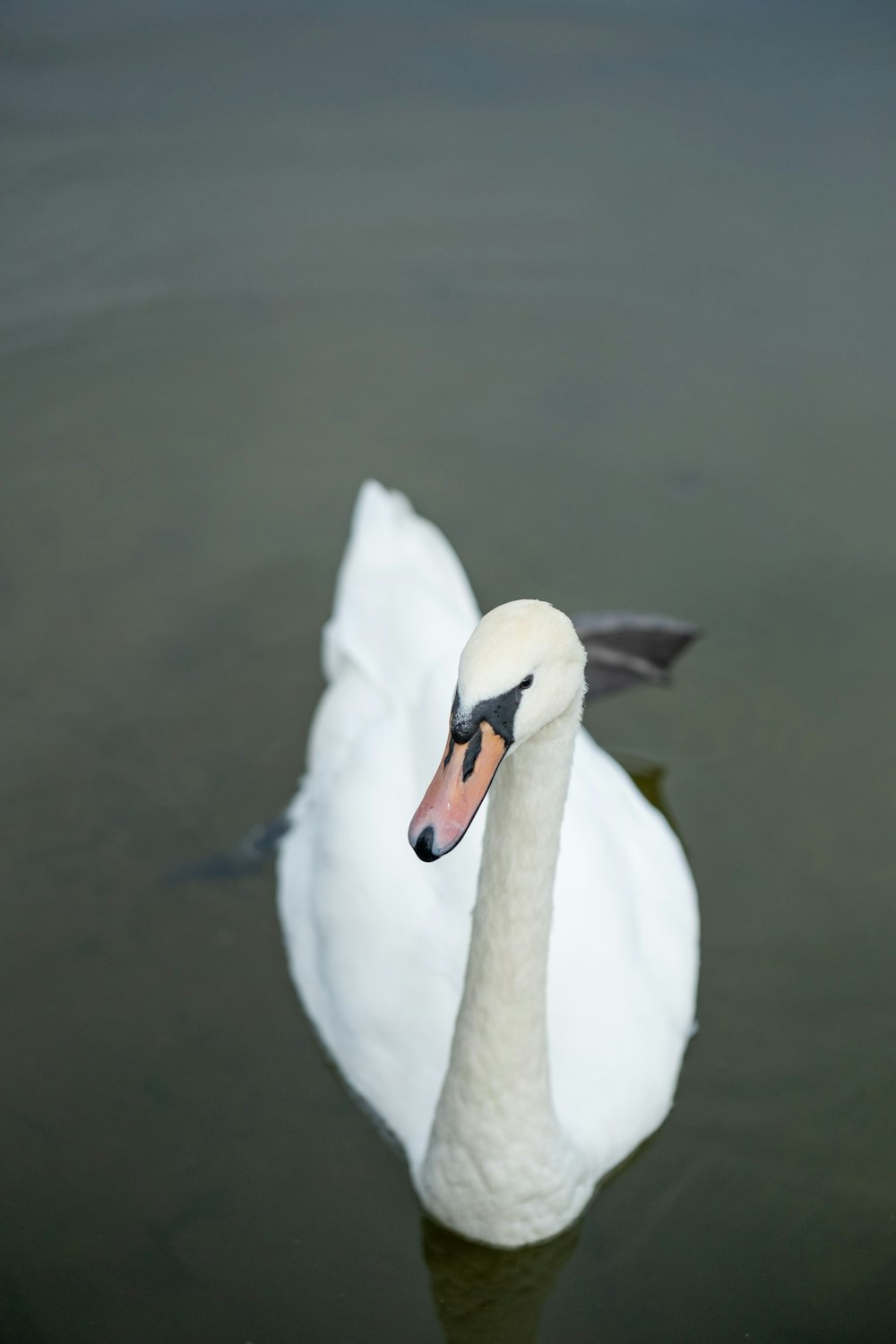 a white swan floating on top of a body of water