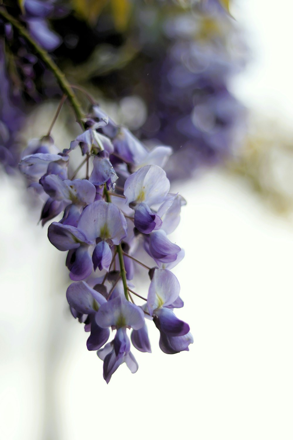 a bunch of purple flowers hanging from a branch