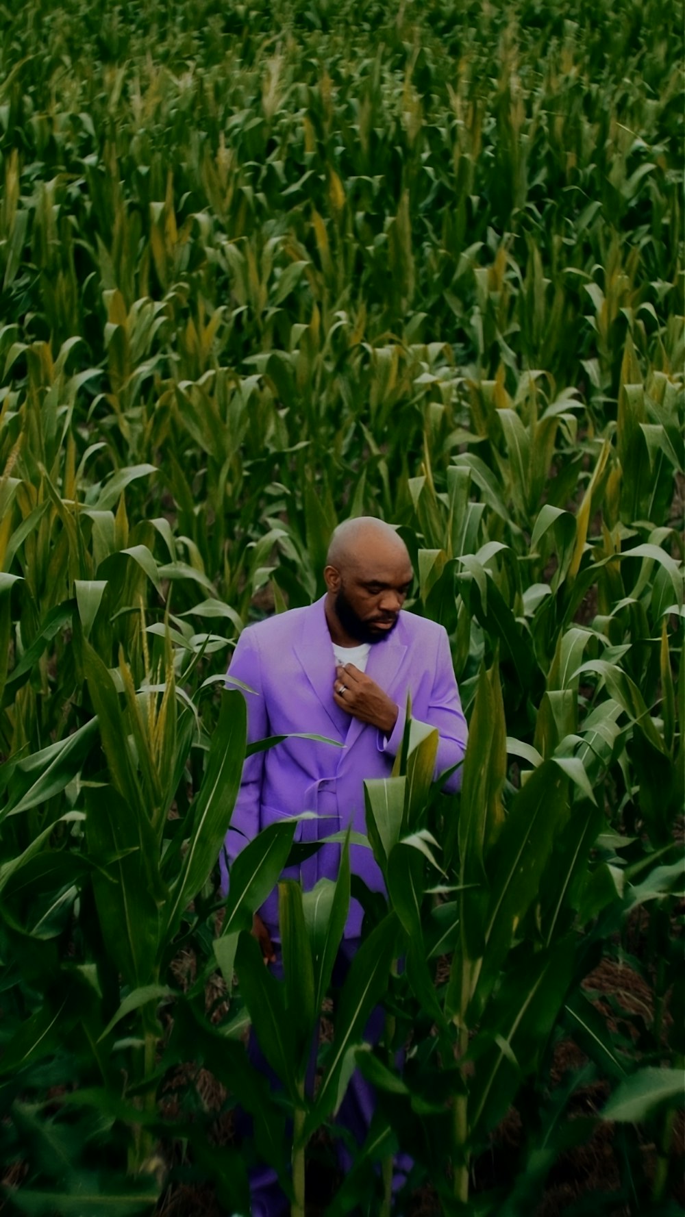 un hombre de pie en un campo de maíz