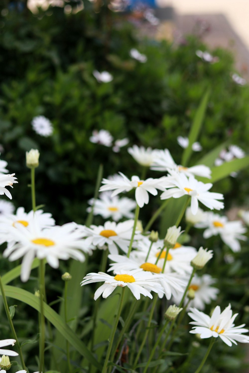 a bunch of white flowers in a garden