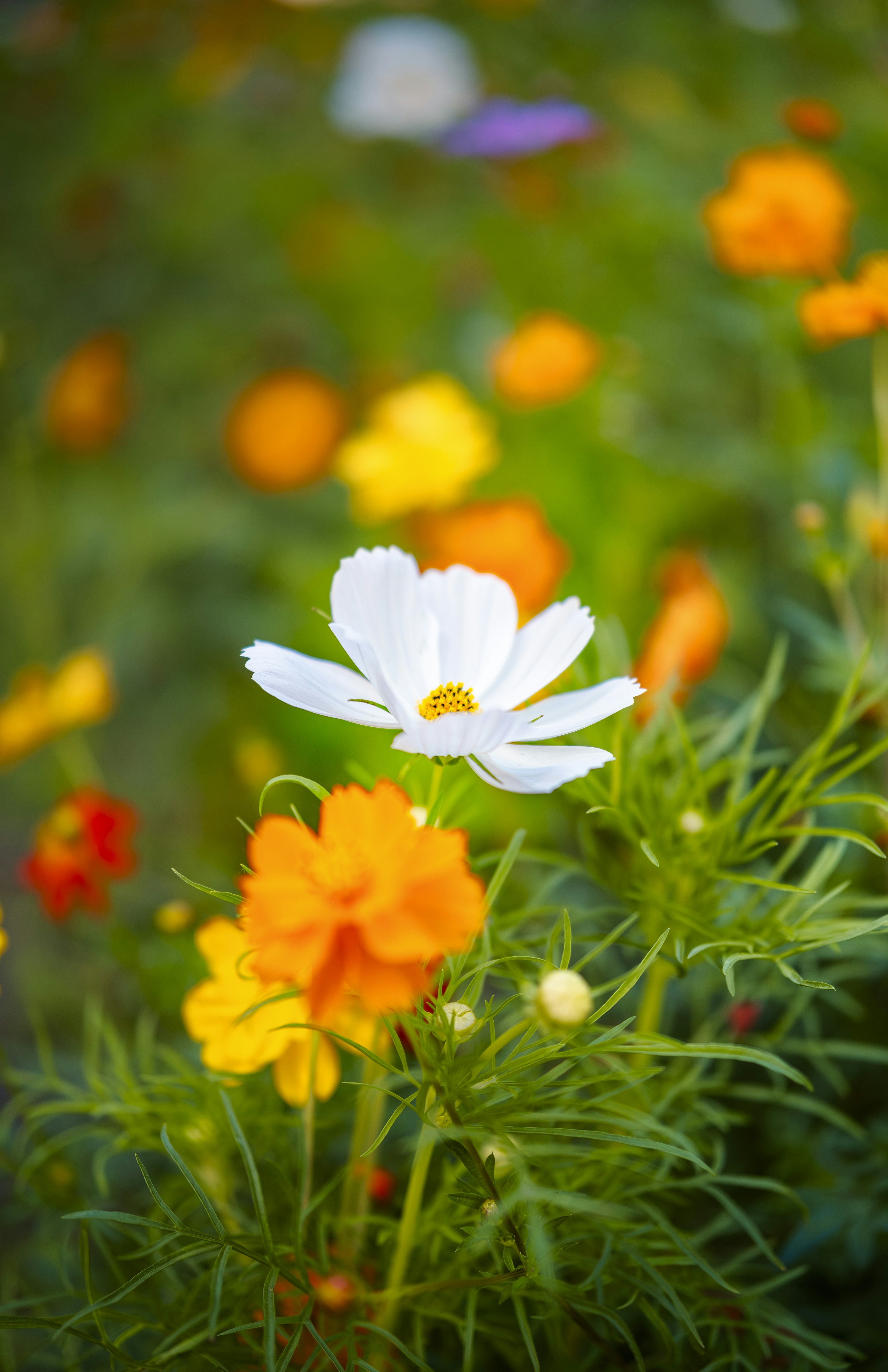 Photo by wenhao_ruan