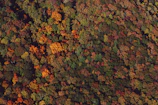 Aerial shot of a vast forest with autumn foliage in deep reds and oranges.