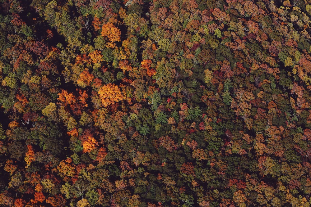 an aerial view of a forest with lots of trees