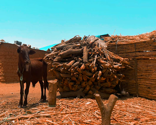 A close-up of neatly stacked cow dung cakes ready for delivery with a rustic wooden background.