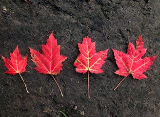 Four red maple leaves are arranged in a row on a dark, earthy ground. The leaves show slight variations in size and shape, but all share a vibrant red color with hints of orange at the edges.