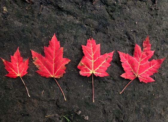 Four red maple leaves are arranged in a row on a dark, earthy ground. The leaves show slight variations in size and shape, but all share a vibrant red color with hints of orange at the edges.