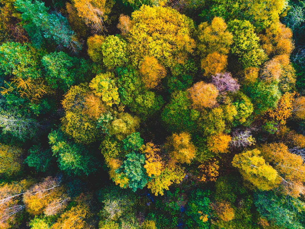 an aerial view of a forest with lots of trees