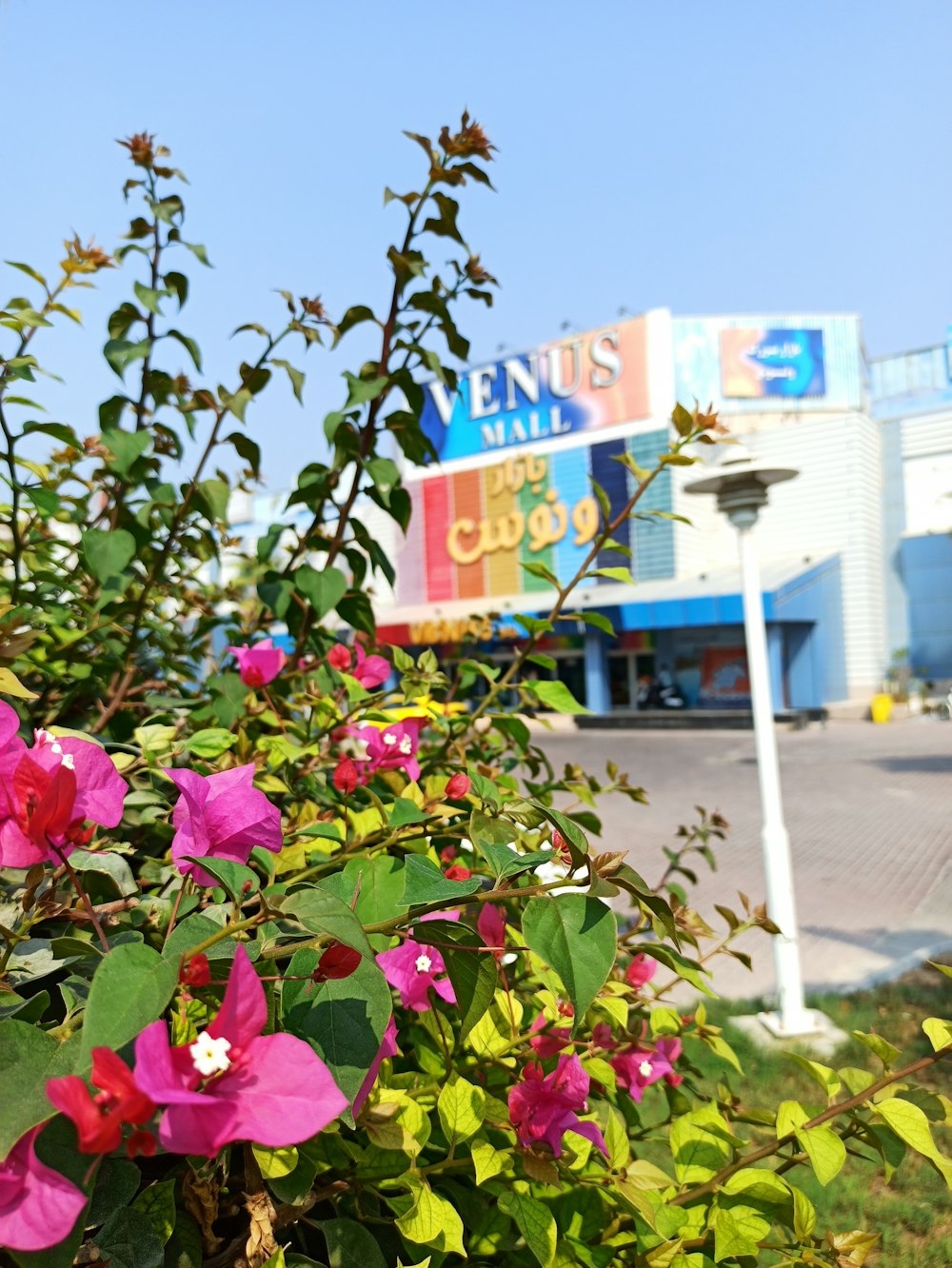 a bush of flowers in front of a store
