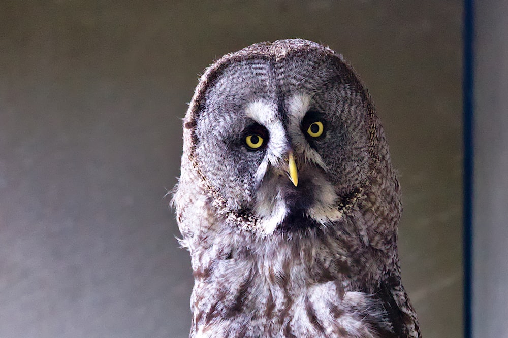 a close up of an owl with yellow eyes