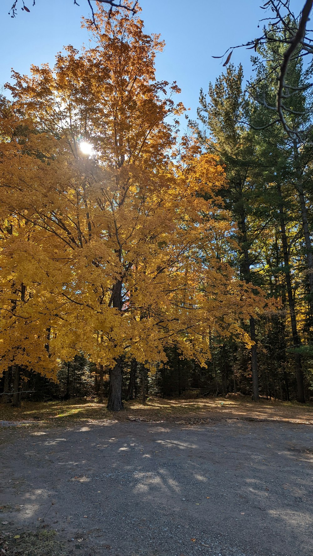 a tree with yellow leaves in a park