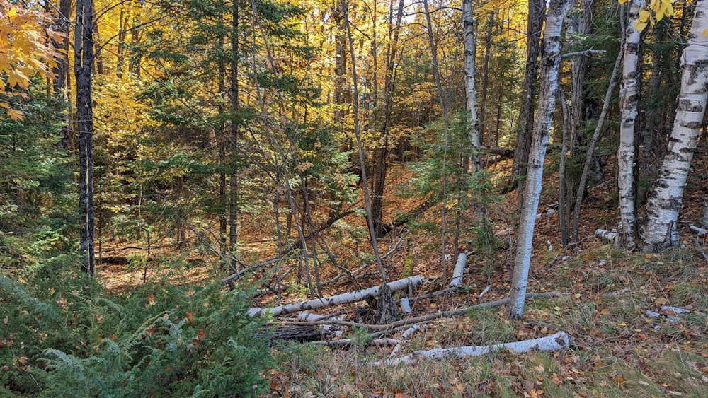 a group of trees that are in the woods