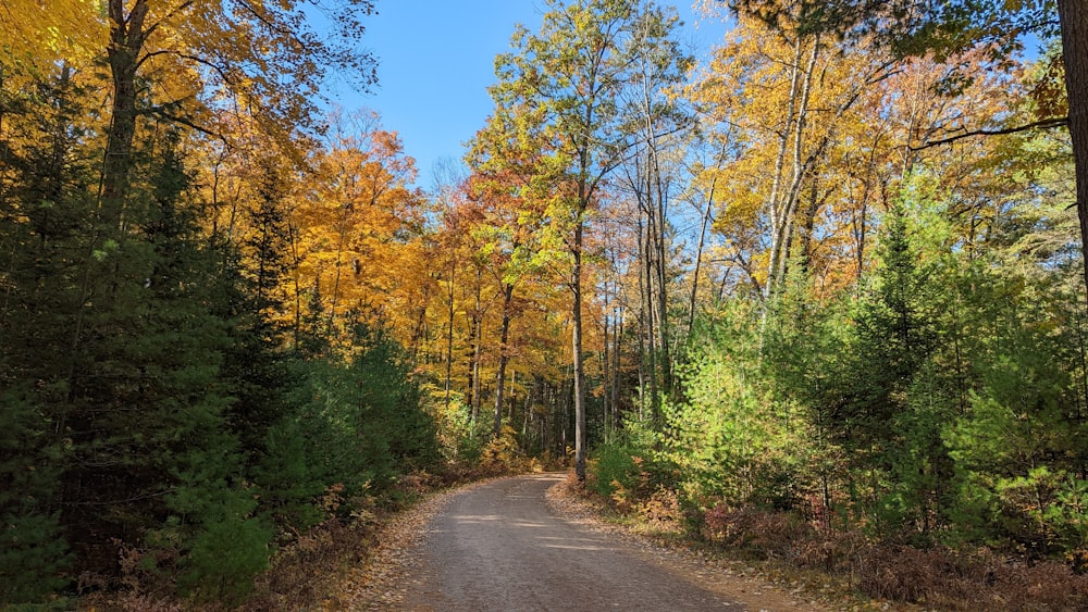 a dirt road surrounded by lots of trees