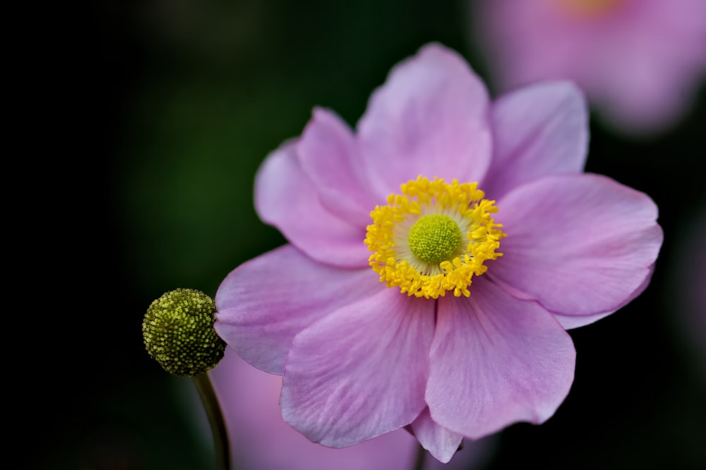 a close up of a pink flower with a yellow center