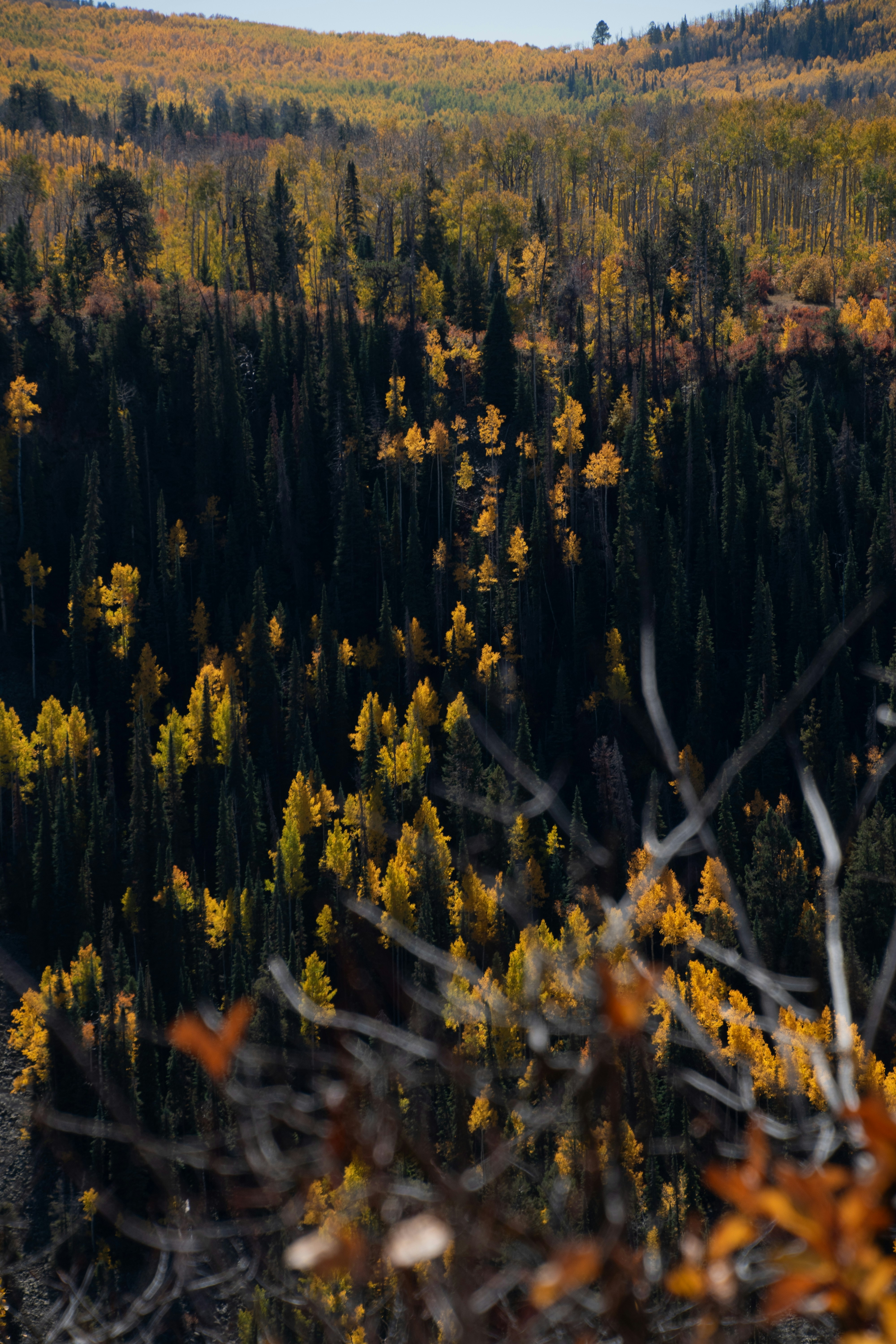 Photo by attaliehart