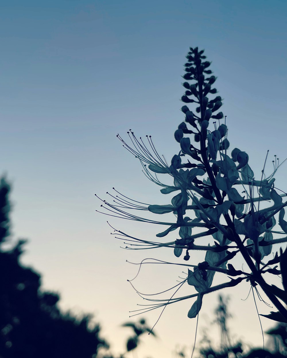 a large plant with white flowers in front of a blue sky