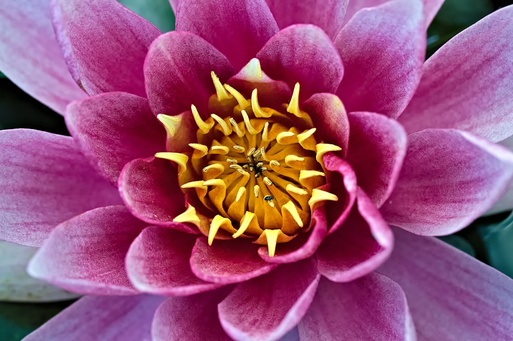 a close up of a pink and yellow flower