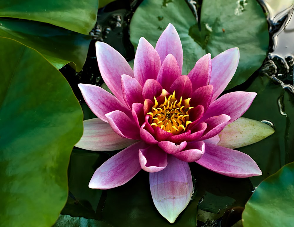 a pink and yellow flower sitting on top of green leaves