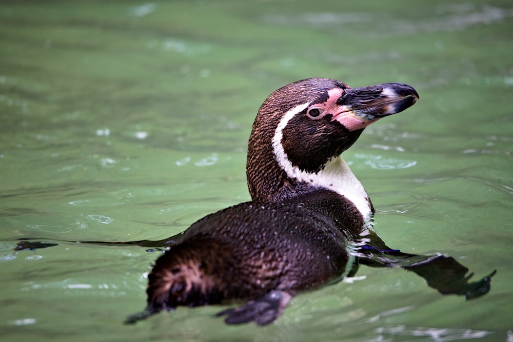 a penguin swimming in a body of water