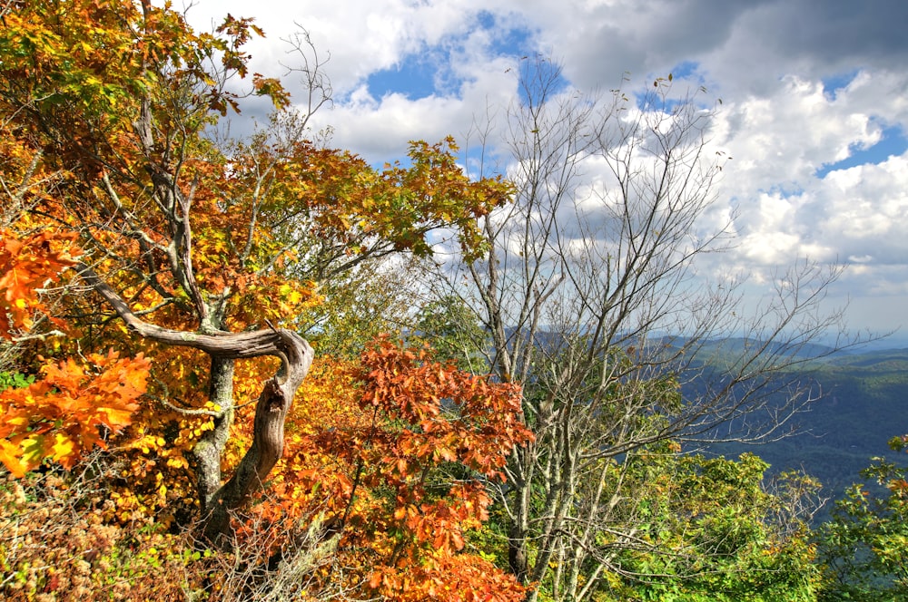 a scenic view of a forest with lots of trees