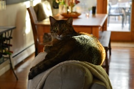 A tabby cat is lounging on the back of a couch in a sunlit living room. The cat looks directly at the camera with alert green eyes, its fur warmly highlighted by sunlight. In the background, a wooden dining table and chairs are visible, with soft, natural light coming from a large window.