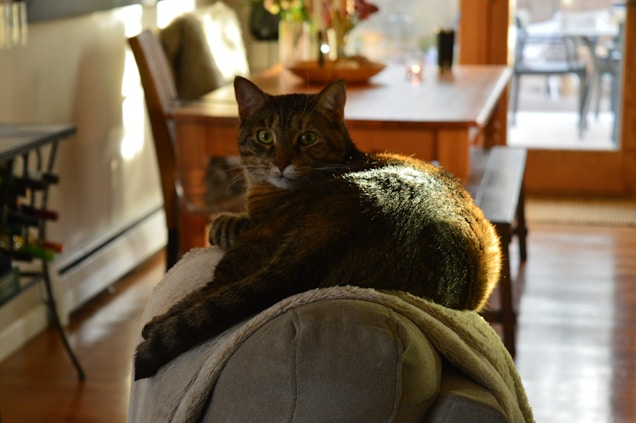 A tabby cat is lounging on the back of a couch in a sunlit living room. The cat looks directly at the camera with alert green eyes, its fur warmly highlighted by sunlight. In the background, a wooden dining table and chairs are visible, with soft, natural light coming from a large window.