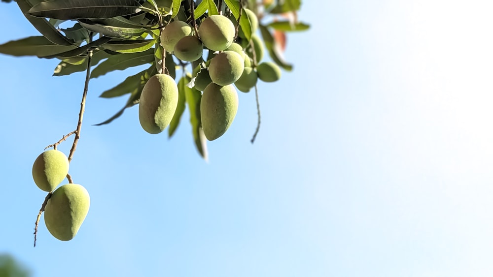 a bunch of fruit hanging from a tree