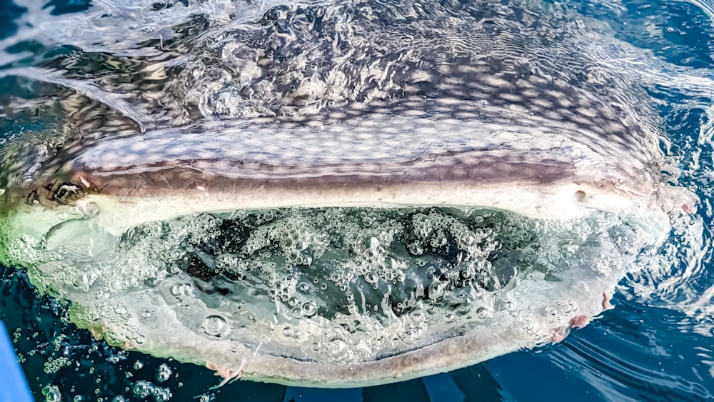 a large whale with its mouth open in the water