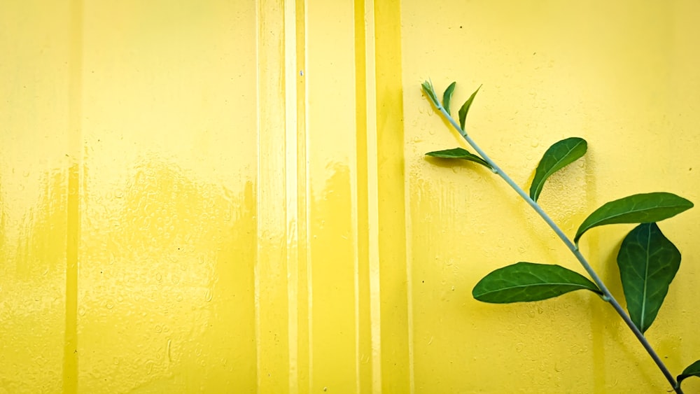 une plante pousse sur le côté d’un mur jaune