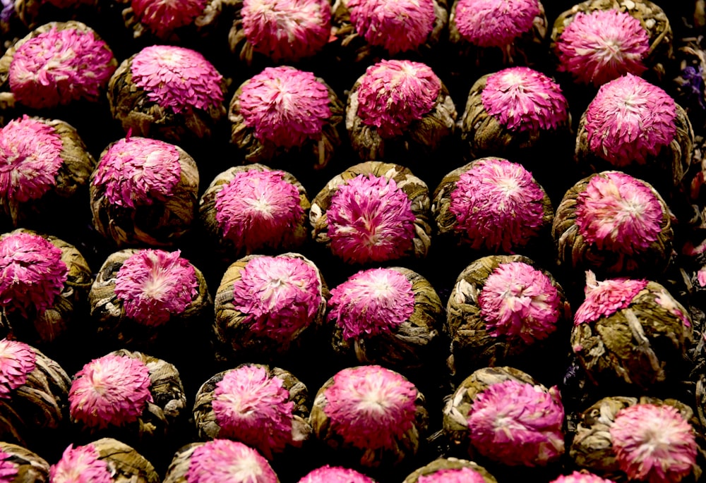 a close up of a bunch of pink flowers