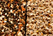 Close-up of vibrant dried chamomile and lavender flowers mixed for a calming tea blend.
